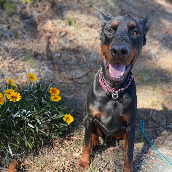 Meet your Posher, Tegan - Picture 12 of 13